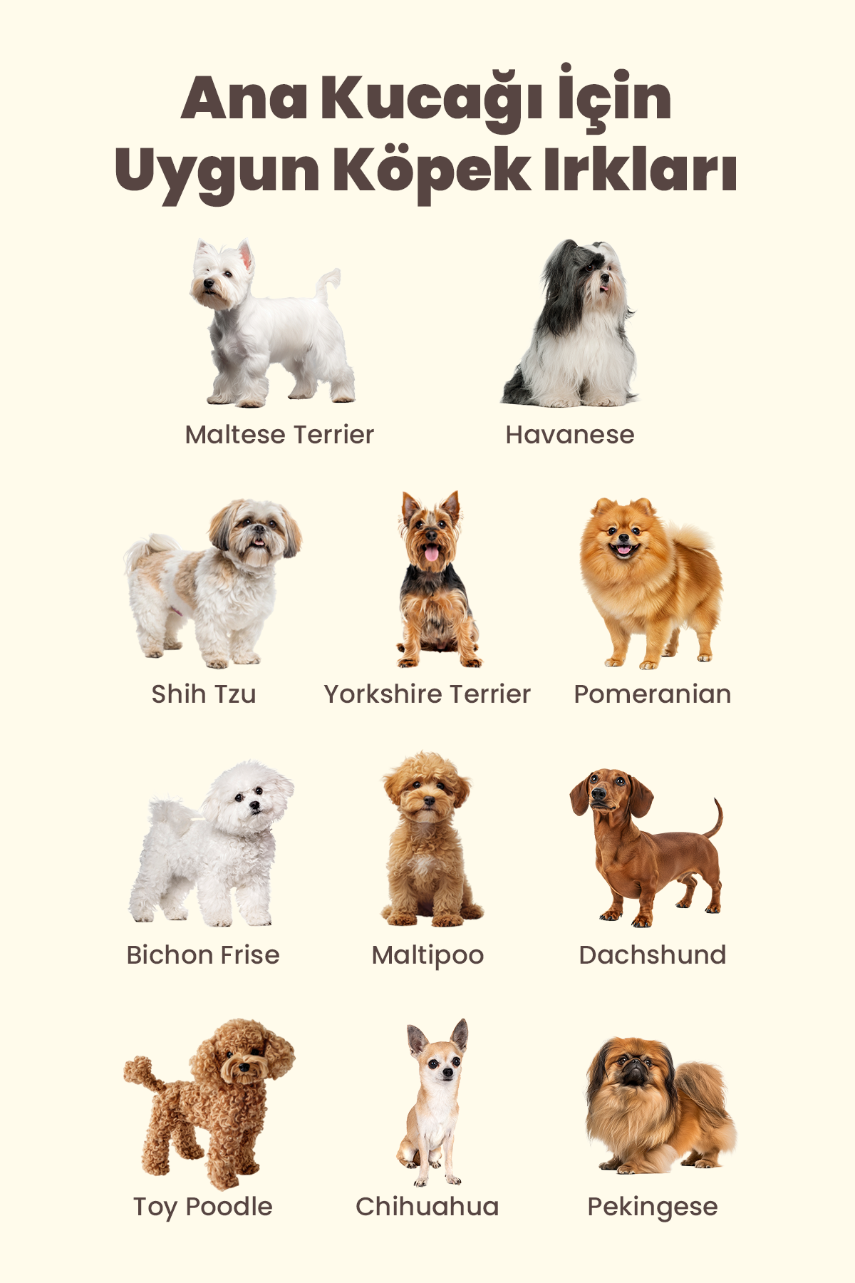 Bebe Mavisi Yazlık Köpek Ana Kucağı