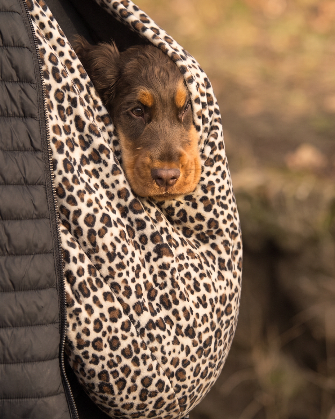 Leopar Polar Köpek Ana Kucağı
